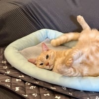 リラックスしすぎる猫。ww