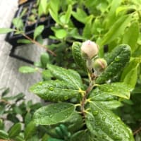 ー開花！ー