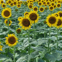 夏休みまであとわずかですが・・・