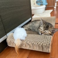 むぎちゃん　里親さん募集中！