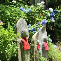 矢田寺 紫陽花