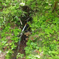 桧枝岐の山菜2025/6