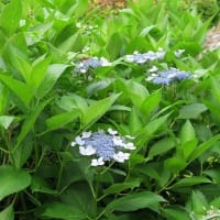 ７月に入りした、今年も半年かすんだことになります。