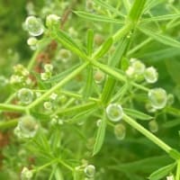 にこパパの思い出貯金「あっ！！きれい」ときめく瞬間を残してみよう。草花編