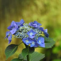 あじさい（紫陽花）