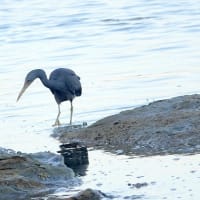 06/10探鳥記録写真：狩尾岬の鳥たち（クロサギの飛翔＆採餌模様、）