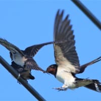 給餌を受ける燕のヒナ