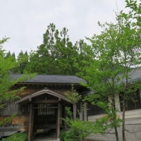 「夏ツバキ」満開の季節、一日花とも。