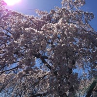 桜前線・ 各地で開花が遅れる