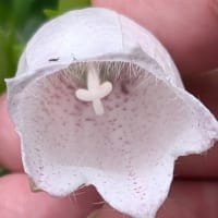大飛燕草、風鈴草、芹葉飛燕草。