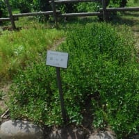 「めだかの学校」北海道開拓の村見学