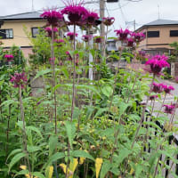 夏の花