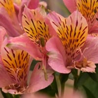 直ぐ近くの花畑でアストロメリアのお花