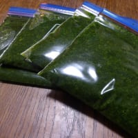 ユリが咲き始めました