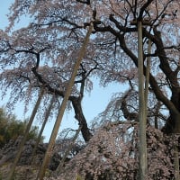 4/13（土）その1　三春滝桜
