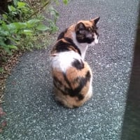 三毛さんの怒り