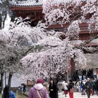 琵琶湖疏水と醍醐寺コース〜主管　京都府ウォーキング協会（13km）