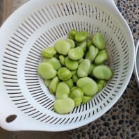 今日の家庭菜園・・あれは要らないって言う人から新潟の初夏の食べ物、そら豆を頂きました