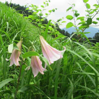 今年も大阪府河内長野市岩湧山に沢山の笹百合が咲きました。　その1　2024年6月20日