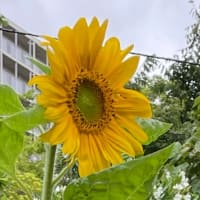 眠れない！