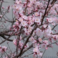 葛西・総合レクリエーション公園　春の花々