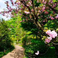 八重桜とアマドコロ（板橋区立赤塚植物園 2024.4.17撮影）