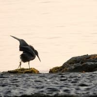 06/16探鳥記録写真：狩尾岬の鳥たち（クロサギ三昧、）