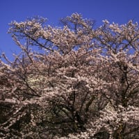鳥海山のある風景（桜の季節のにかほ市付近）