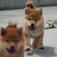 新しい飼い主さん募集中！オーナー募集中！3月30日生　オス