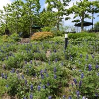 ガーデンミュージアム比叡２０２４その１　香りの庭
