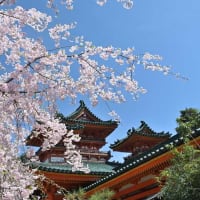 平安神宮　春