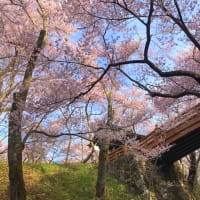 白々開けの７時前に高遠城址に入城し満開の桜雲に遊ぶ。