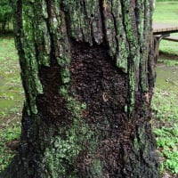 神代植物公園にて