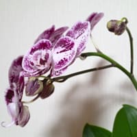順番に胡蝶蘭が咲いてきました～！