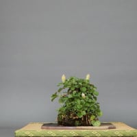 草物盆栽　ネコヤナギ