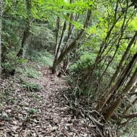 自宅のぶらっしの花を見て山小屋に来た！