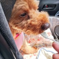ありがとうございました🐾
