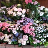 紫陽花色に囲まれて・・アンカーズラウンジ
