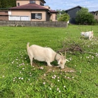 山羊たち、ずぼら菜園とも暫く留守を頼んだよ