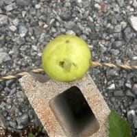 トマトが大変です。