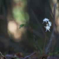 弁天山～きのこ山