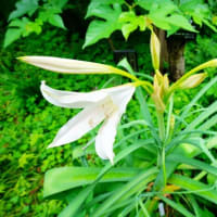 クリナム、テリハノイバラ、ヤマホタルブクロ・・・（板橋区立赤塚植物園 2025.6.8撮影）