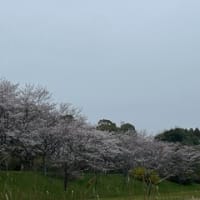(4/6) 近所の公園の桜@花曇り