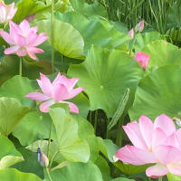 蓮の花見ラン☆