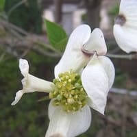 季節の花「花水木 （はなみずき）」