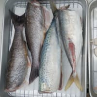 　釣魚下処理　イサキ・マダイ・アジ・サバ・ソーダガツオ