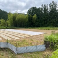 大豆種まき始める