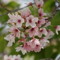 2025続ラスト花見
