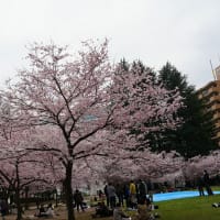 錦町公園の桜