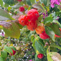 ピタンガの赤い実は去年より少し遅く、実も少ない。それでも心踊る‼️